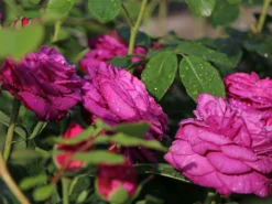 Beetrose 'Heidi Klum-Rose' ® -Deutschland Garten Funk Verkaufs-Shop beetrose heidi klum rose m003626 w 4