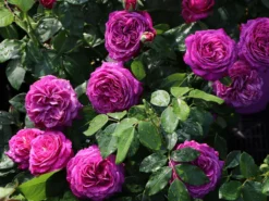 Beetrose 'Heidi Klum-Rose' ® -Deutschland Garten Funk Verkaufs-Shop beetrose heidi klum rose m003626 w 5