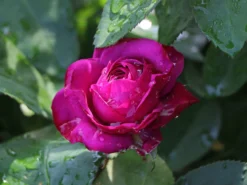 Beetrose 'Heidi Klum-Rose' ® -Deutschland Garten Funk Verkaufs-Shop beetrose heidi klum rose m003626 w 6