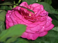 Beetrose 'Heidi Klum-Rose' ® -Deutschland Garten Funk Verkaufs-Shop beetrose heidi klum rose m003626 w 7