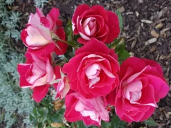 Beetrose 'Heimatmelodie' ® -Deutschland Garten Funk Verkaufs-Shop beetrose heimatmelodie m005680 1189819 0