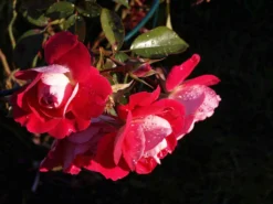 Beetrose 'Heimatmelodie' ® -Deutschland Garten Funk Verkaufs-Shop beetrose heimatmelodie m005680 1341765 0