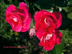 Beetrose 'Heimatmelodie' ® -Deutschland Garten Funk Verkaufs-Shop beetrose heimatmelodie m005680 1341765 1