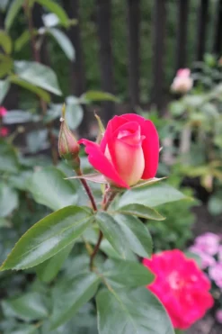 Beetrose 'Heimatmelodie' ® -Deutschland Garten Funk Verkaufs-Shop beetrose heimatmelodie m005680 476369 0