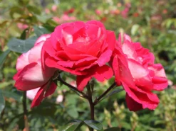 Beetrose 'Heimatmelodie' ® -Deutschland Garten Funk Verkaufs-Shop beetrose heimatmelodie m005680 w 0