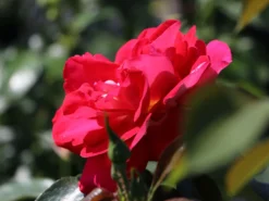 Beetrose 'Heimatmelodie' ® -Deutschland Garten Funk Verkaufs-Shop beetrose heimatmelodie m005680 w 1