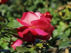 Beetrose 'Heimatmelodie' ® -Deutschland Garten Funk Verkaufs-Shop beetrose heimatmelodie m005680 w 10