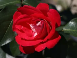 Beetrose 'Heimatmelodie' ® -Deutschland Garten Funk Verkaufs-Shop beetrose heimatmelodie m005680 w 2