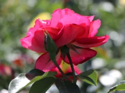 Beetrose 'Heimatmelodie' ® -Deutschland Garten Funk Verkaufs-Shop beetrose heimatmelodie m005680 w 3