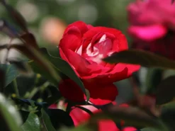 Beetrose 'Heimatmelodie' ® -Deutschland Garten Funk Verkaufs-Shop beetrose heimatmelodie m005680 w 5