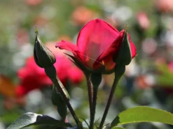 Beetrose 'Heimatmelodie' ® -Deutschland Garten Funk Verkaufs-Shop beetrose heimatmelodie m005680 w 6