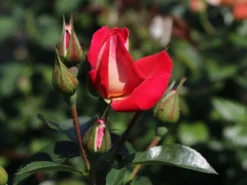 Beetrose 'Heimatmelodie' ® -Deutschland Garten Funk Verkaufs-Shop beetrose heimatmelodie m005680 w 7