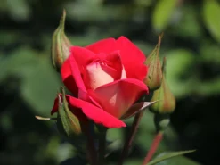 Beetrose 'Heimatmelodie' ® -Deutschland Garten Funk Verkaufs-Shop beetrose heimatmelodie m005680 w 8