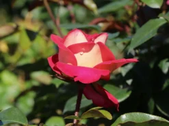 Beetrose 'Heimatmelodie' ® -Deutschland Garten Funk Verkaufs-Shop beetrose heimatmelodie m005680 w 9