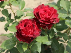 Beetrose 'Heinz Winkler' -Deutschland Garten Funk Verkaufs-Shop beetrose heinz winkler m122074 w 0