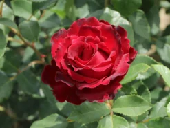 Beetrose 'Heinz Winkler' -Deutschland Garten Funk Verkaufs-Shop beetrose heinz winkler m122074 w 2