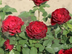 Beetrose 'Heinz Winkler' -Deutschland Garten Funk Verkaufs-Shop beetrose heinz winkler m122074 w 3