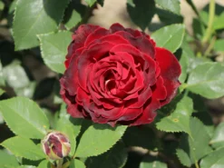 Beetrose 'Heinz Winkler' -Deutschland Garten Funk Verkaufs-Shop beetrose heinz winkler m122074 w 4