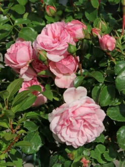 Beetrose 'Home & Garden' ® -Deutschland Garten Funk Verkaufs-Shop beetrose home garden m003012 w 0