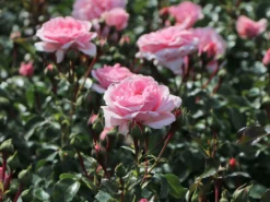 Beetrose 'Home & Garden' ® -Deutschland Garten Funk Verkaufs-Shop beetrose home garden m003012 w 2