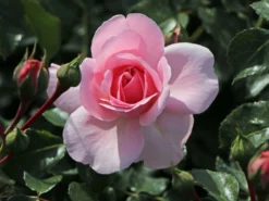 Beetrose 'Home & Garden' ® -Deutschland Garten Funk Verkaufs-Shop beetrose home garden m003012 w 3