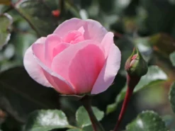 Beetrose 'Home & Garden' ® -Deutschland Garten Funk Verkaufs-Shop beetrose home garden m003012 w 5