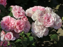 Beetrose 'Home & Garden' ® -Deutschland Garten Funk Verkaufs-Shop beetrose home garden m003012 w 7