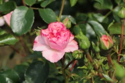 Beetrose 'Home & Garden' ® -Deutschland Garten Funk Verkaufs-Shop beetrose home garden m003012 w 8