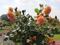 Beetrose 'Impala' ® -Deutschland Garten Funk Verkaufs-Shop beetrose impala m120649 w 0