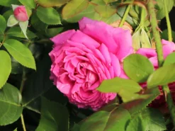 Beetrose 'Jennifer Rose' -Deutschland Garten Funk Verkaufs-Shop beetrose jennifer rose m122152 w 0