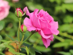 Beetrose 'Jennifer Rose' -Deutschland Garten Funk Verkaufs-Shop beetrose jennifer rose m122152 w 1