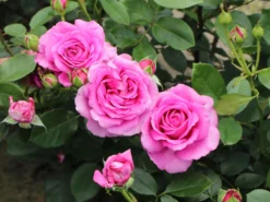 Beetrose 'Jennifer Rose' -Deutschland Garten Funk Verkaufs-Shop beetrose jennifer rose m122152 w 10