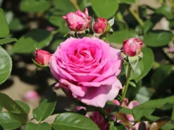 Beetrose 'Jennifer Rose' -Deutschland Garten Funk Verkaufs-Shop beetrose jennifer rose m122152 w 3