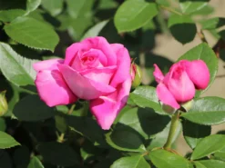 Beetrose 'Jennifer Rose' -Deutschland Garten Funk Verkaufs-Shop beetrose jennifer rose m122152 w 4