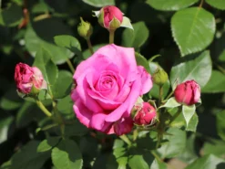 Beetrose 'Jennifer Rose' -Deutschland Garten Funk Verkaufs-Shop beetrose jennifer rose m122152 w 5