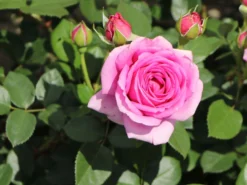 Beetrose 'Jennifer Rose' -Deutschland Garten Funk Verkaufs-Shop beetrose jennifer rose m122152 w 6