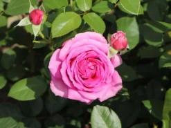 Beetrose 'Jennifer Rose' -Deutschland Garten Funk Verkaufs-Shop beetrose jennifer rose m122152 w 8