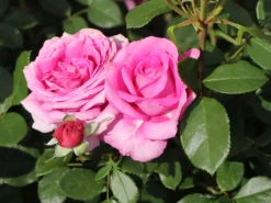 Beetrose 'Jennifer Rose' -Deutschland Garten Funk Verkaufs-Shop beetrose jennifer rose m122152 w 9