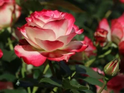 Beetrose 'Jubilé Du Prince De Monaco'