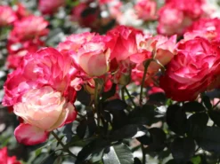 Beetrose 'Jubilé Du Prince De Monaco' -Deutschland Garten Funk Verkaufs-Shop beetrose jubilee du prince de monaco m002810 w 0