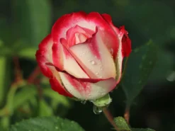 Beetrose 'Jubilé Du Prince De Monaco' -Deutschland Garten Funk Verkaufs-Shop beetrose jubilee du prince de monaco m002810 w 10