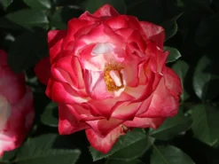 Beetrose 'Jubilé Du Prince De Monaco' -Deutschland Garten Funk Verkaufs-Shop beetrose jubilee du prince de monaco m002810 w 2