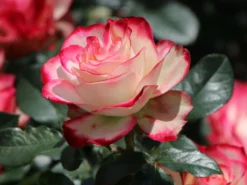 Beetrose 'Jubilé Du Prince De Monaco' -Deutschland Garten Funk Verkaufs-Shop beetrose jubilee du prince de monaco m002810 w 3