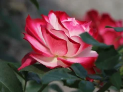 Beetrose 'Jubilé Du Prince De Monaco' -Deutschland Garten Funk Verkaufs-Shop beetrose jubilee du prince de monaco m002810 w 4