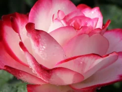 Beetrose 'Jubilé Du Prince De Monaco' -Deutschland Garten Funk Verkaufs-Shop beetrose jubilee du prince de monaco m002810 w 5