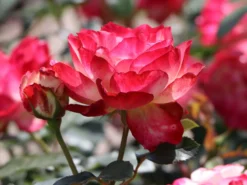 Beetrose 'Jubilé Du Prince De Monaco' -Deutschland Garten Funk Verkaufs-Shop beetrose jubilee du prince de monaco m002810 w 6