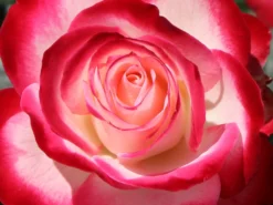 Beetrose 'Jubilé Du Prince De Monaco' -Deutschland Garten Funk Verkaufs-Shop beetrose jubilee du prince de monaco m002810 w 7