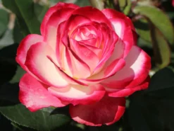 Beetrose 'Jubilé Du Prince De Monaco' -Deutschland Garten Funk Verkaufs-Shop beetrose jubilee du prince de monaco m002810 w 9