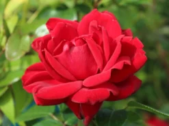 Beetrose 'Jugendliebe' ®