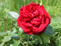 Beetrose 'Jugendliebe' ® -Deutschland Garten Funk Verkaufs-Shop beetrose jugendliebe m052543 w 0